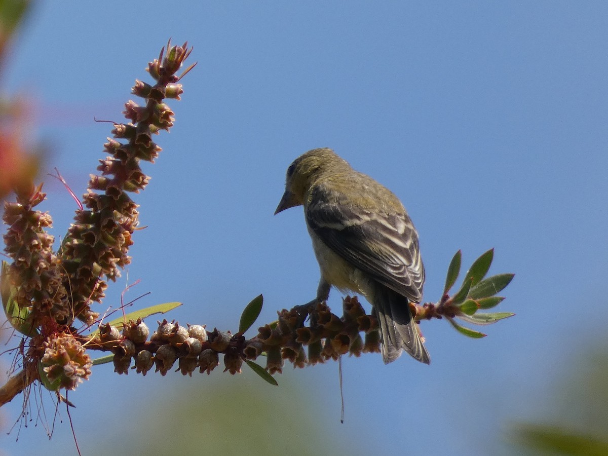 Lesser Goldfinch - ML352444571