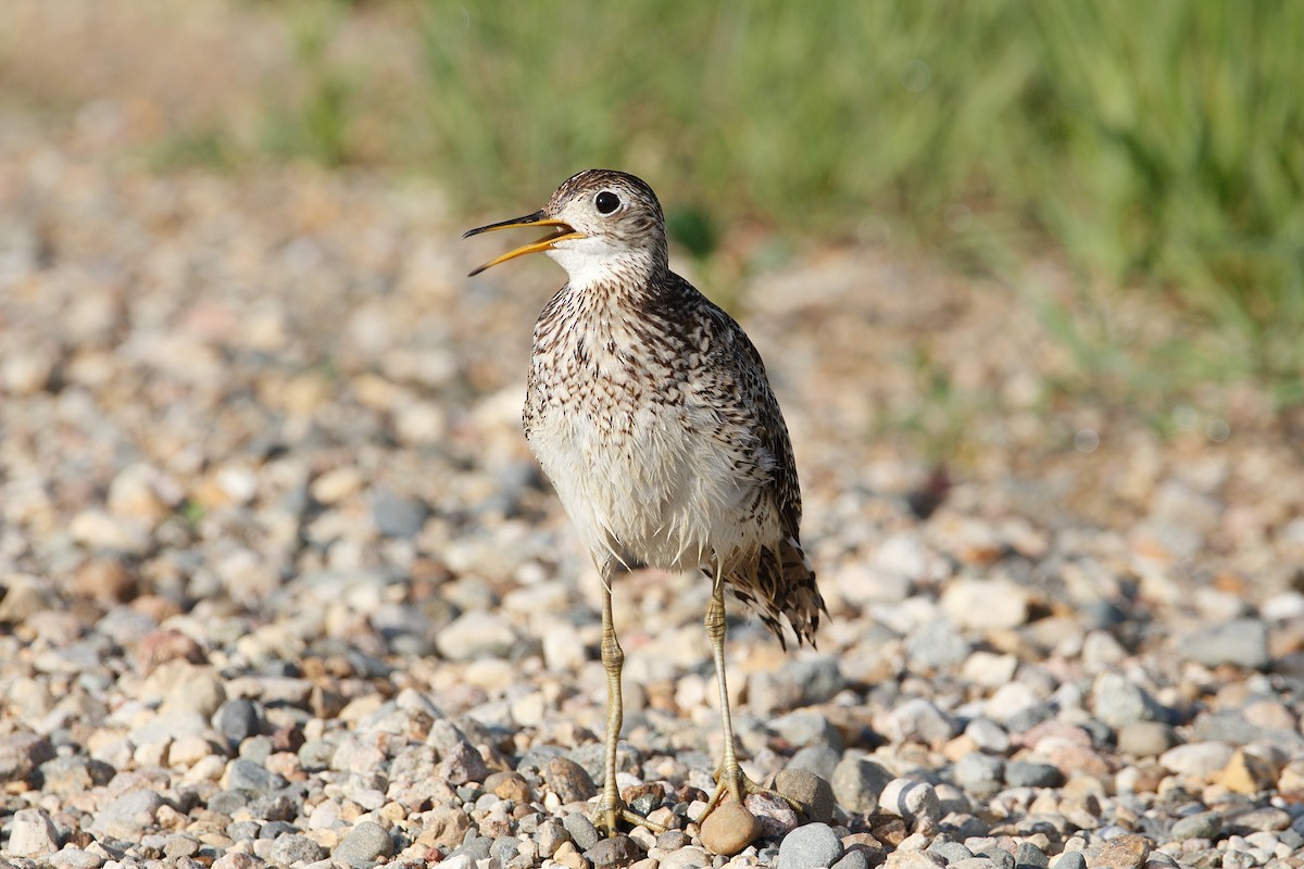 Upland Sandpiper - Kiehl Smith