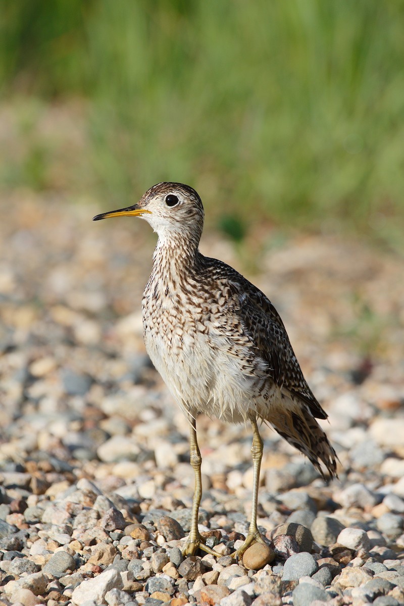 Upland Sandpiper - Kiehl Smith