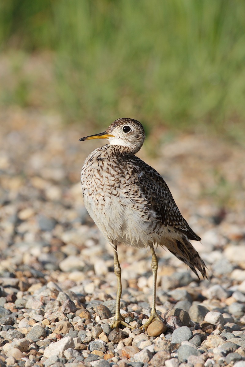 Upland Sandpiper - Kiehl Smith