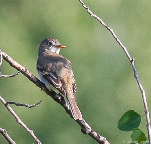 Willow Flycatcher - ML352446341