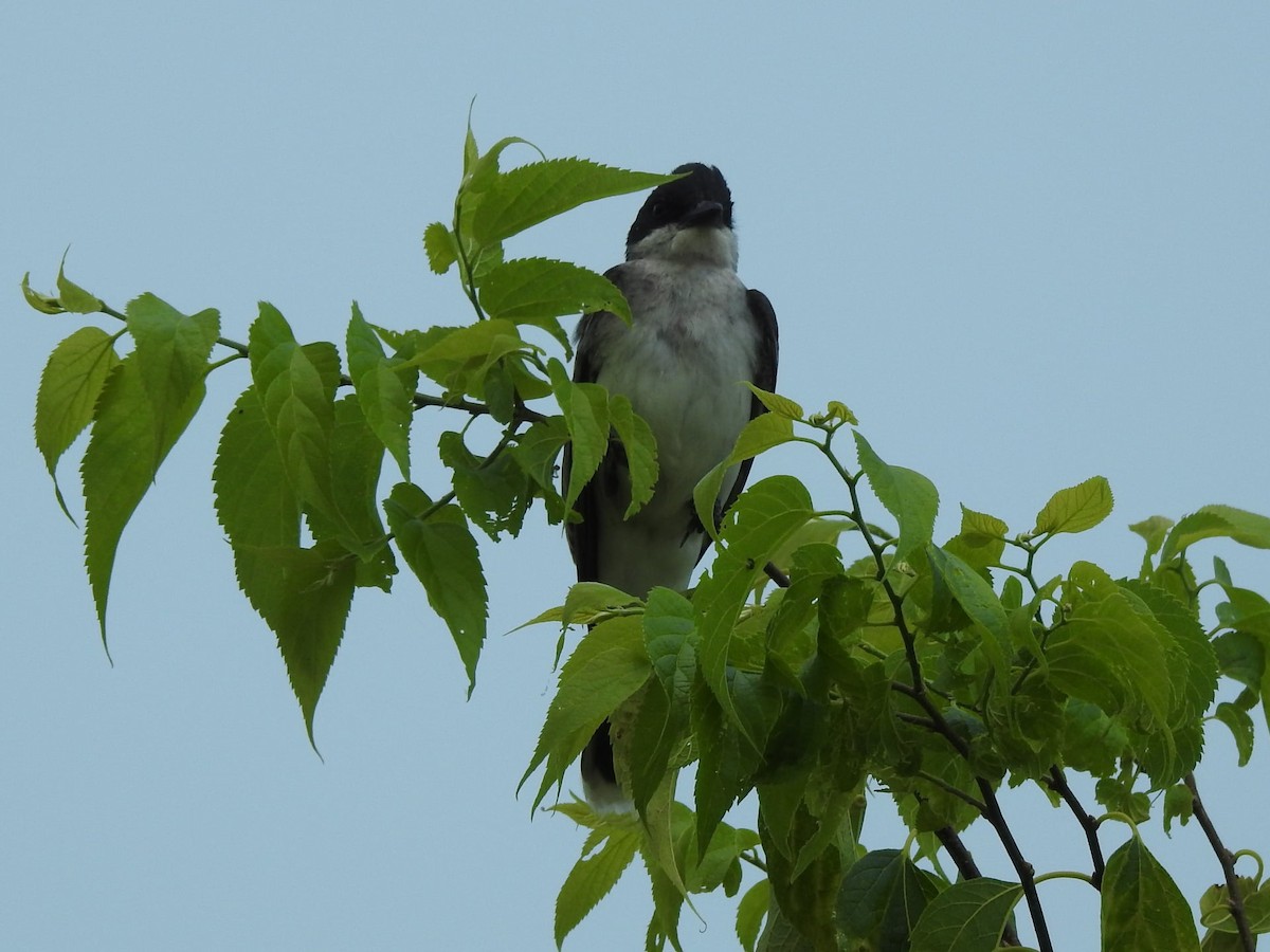 Eastern Kingbird - ML352447041