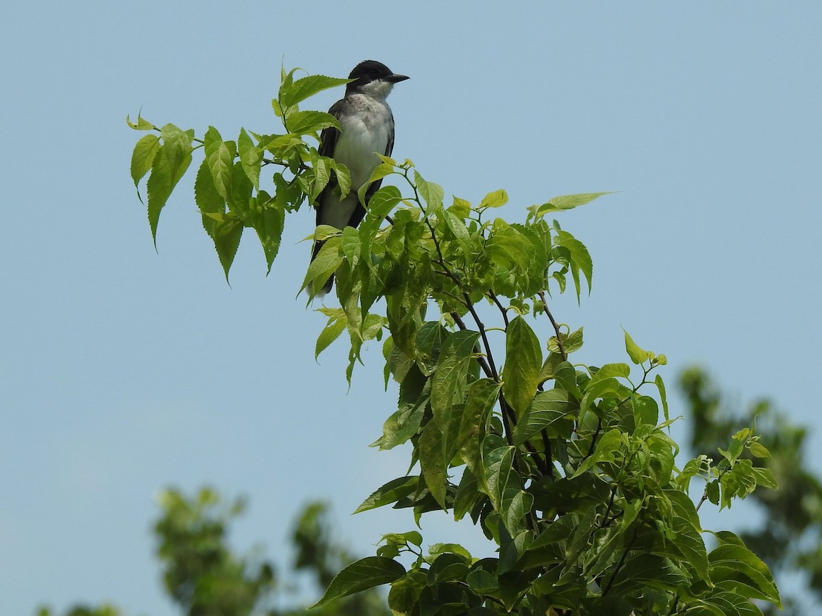 Eastern Kingbird - ML352447051
