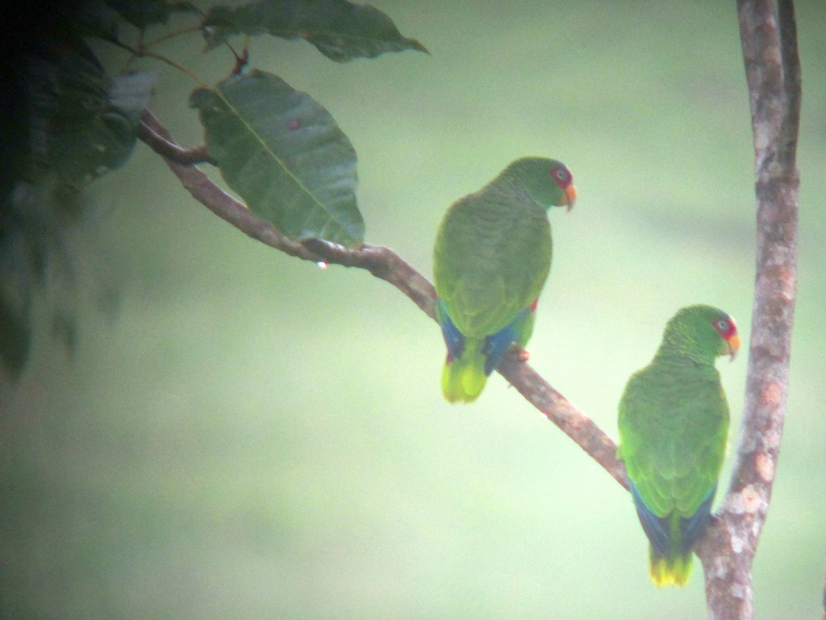 White-fronted Parrot - ML352449281