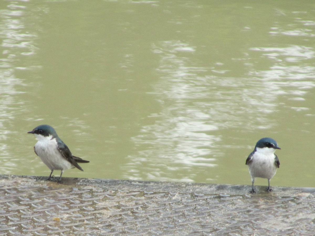 Mangrove Swallow - ML352449451