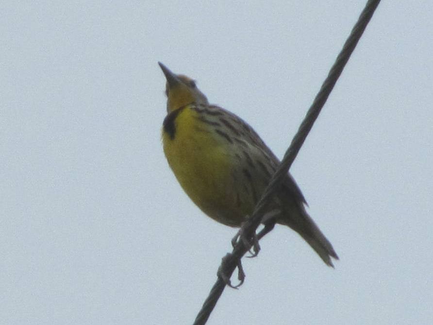 Eastern Meadowlark - ML352449891