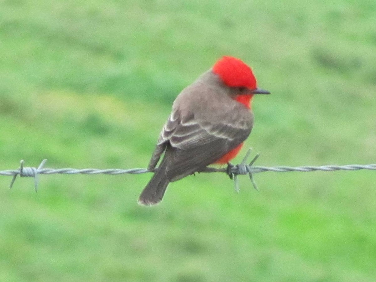 Vermilion Flycatcher - ML352450211