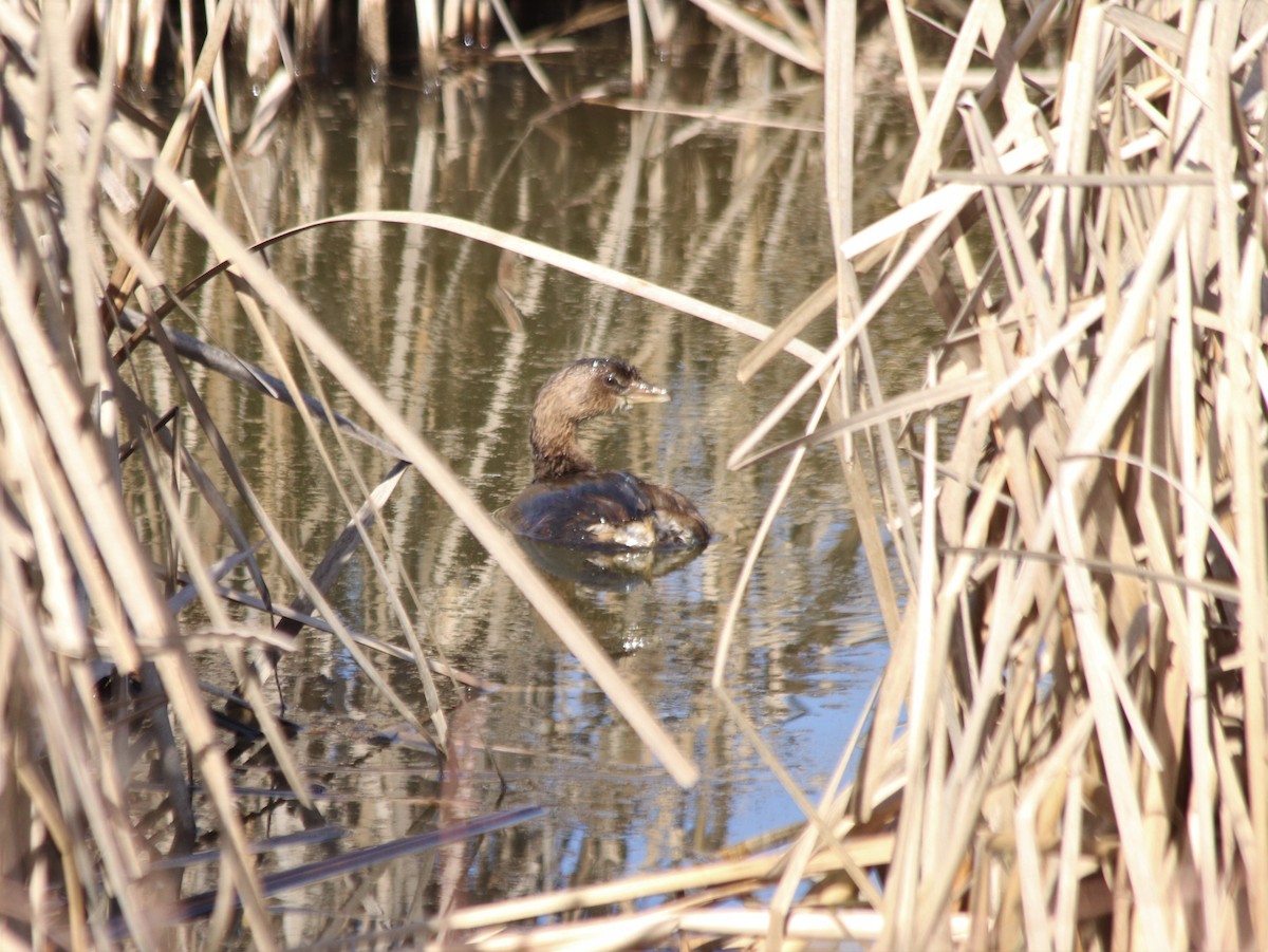 Pied-billed Grebe - ML352450621