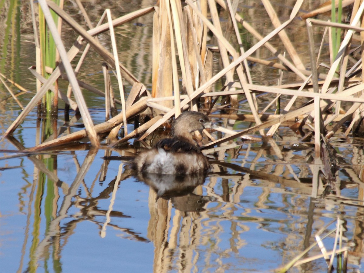 Pied-billed Grebe - ML352450821