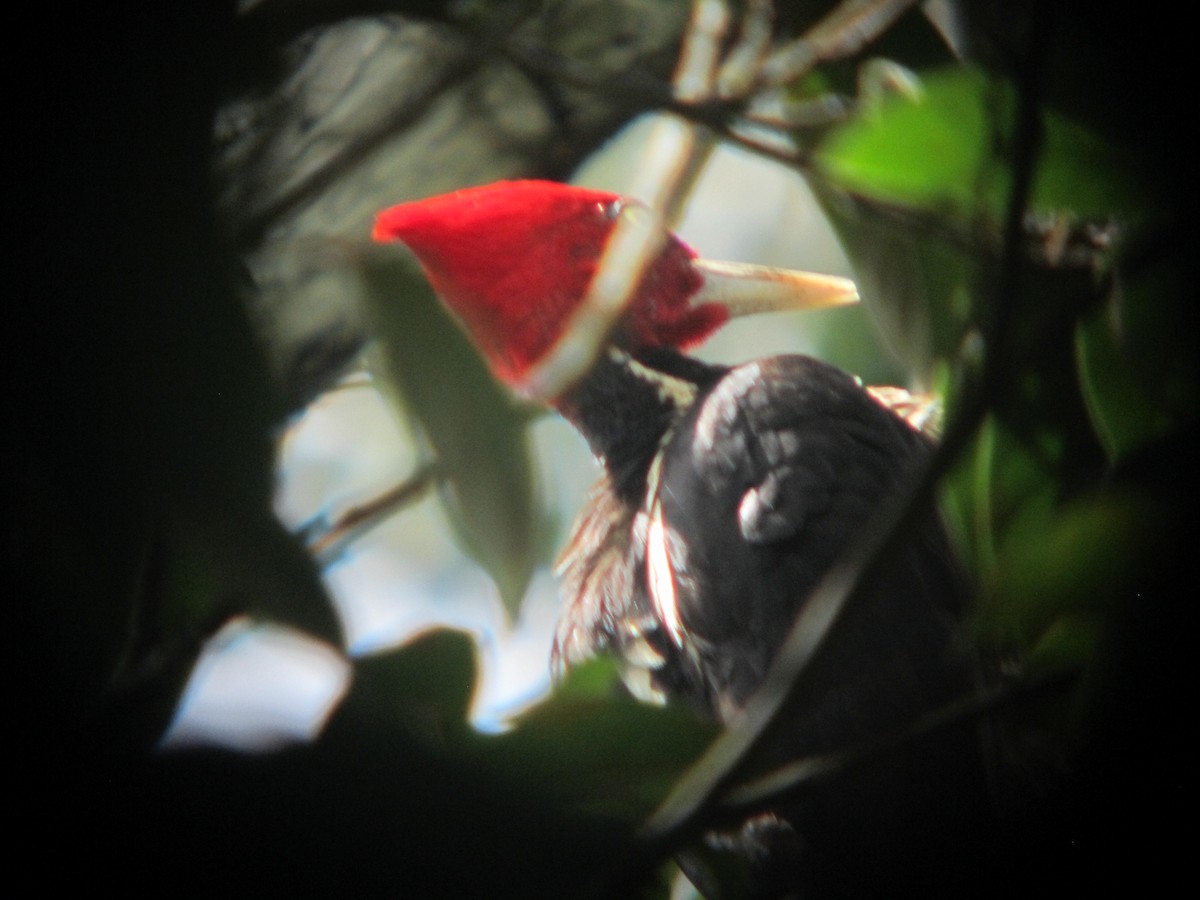 Pale-billed Woodpecker - ML352451321