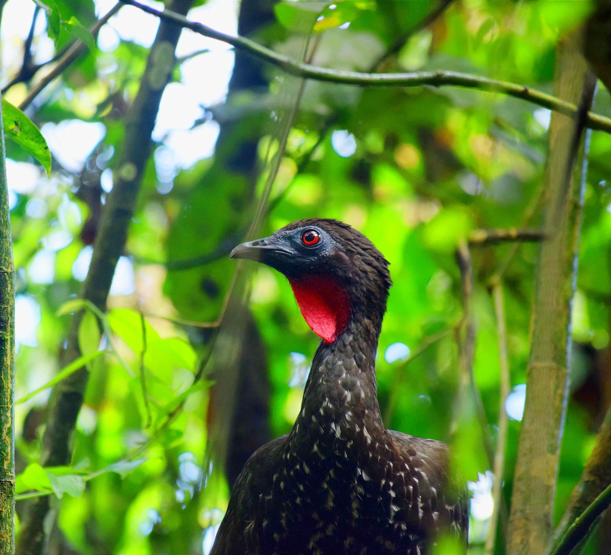 Crested Guan - ALFREDO ZÚÑIGA M.