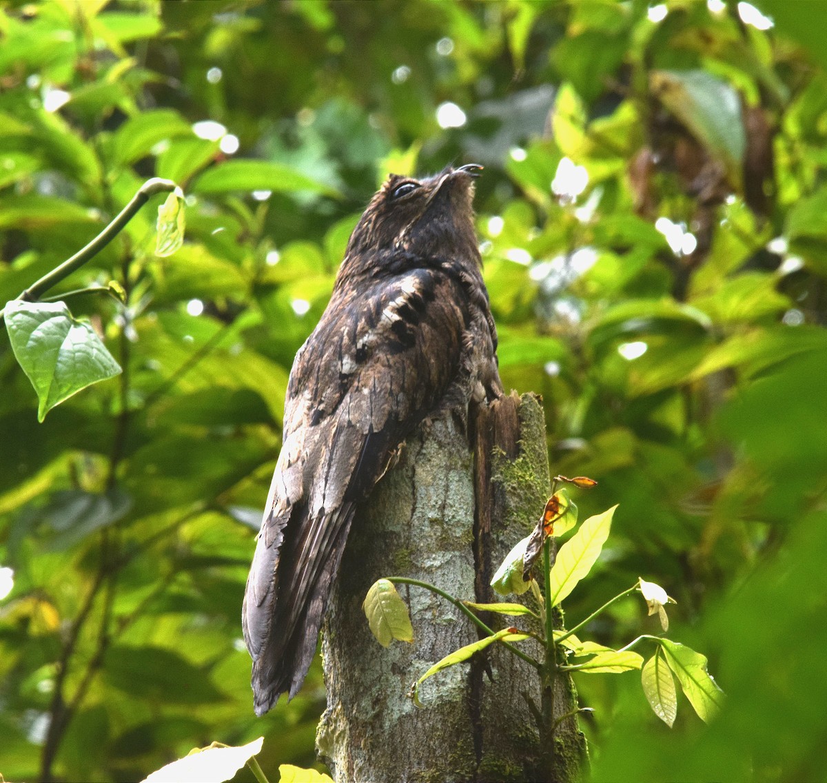 Common Potoo - ALFREDO ZÚÑIGA M.