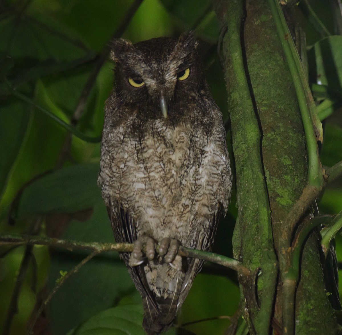 Middle American Screech-Owl - ALFREDO ZÚÑIGA M.