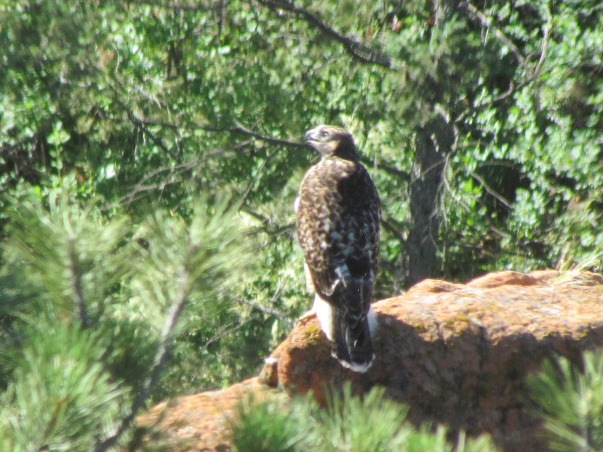 Red-tailed Hawk - ML352454251