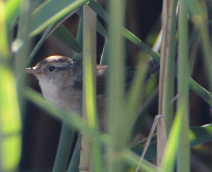 Marsh Wren - ML35245451