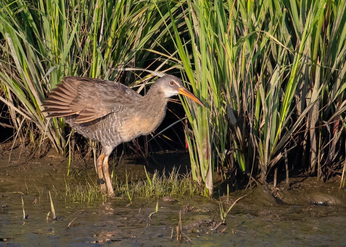 Clapper Rail - George Armistead | Hillstar Nature