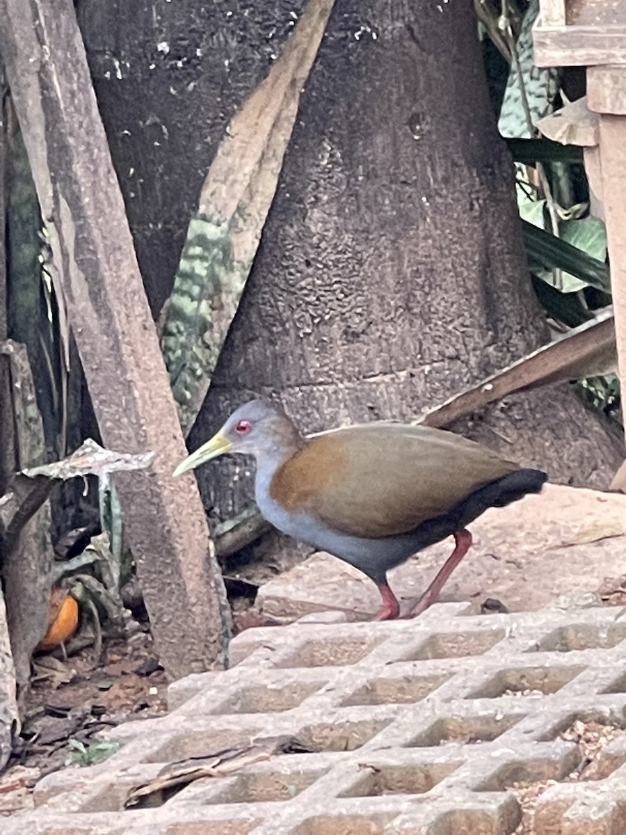 Slaty-breasted Wood-Rail - Clarisse Odebrecht