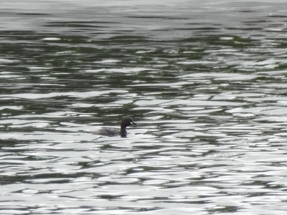 Little Grebe - ML352456021