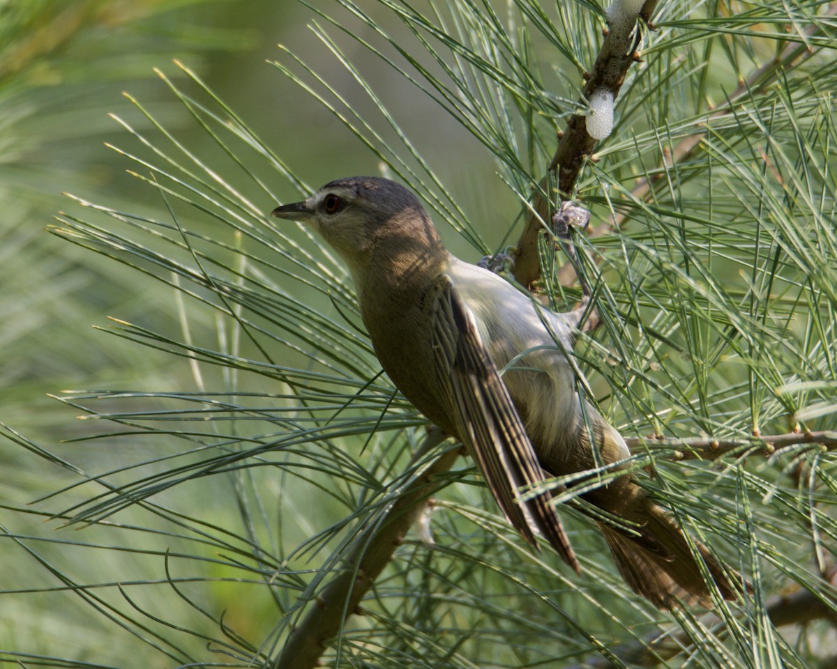 Kızıl Gözlü Vireo - ML352457871