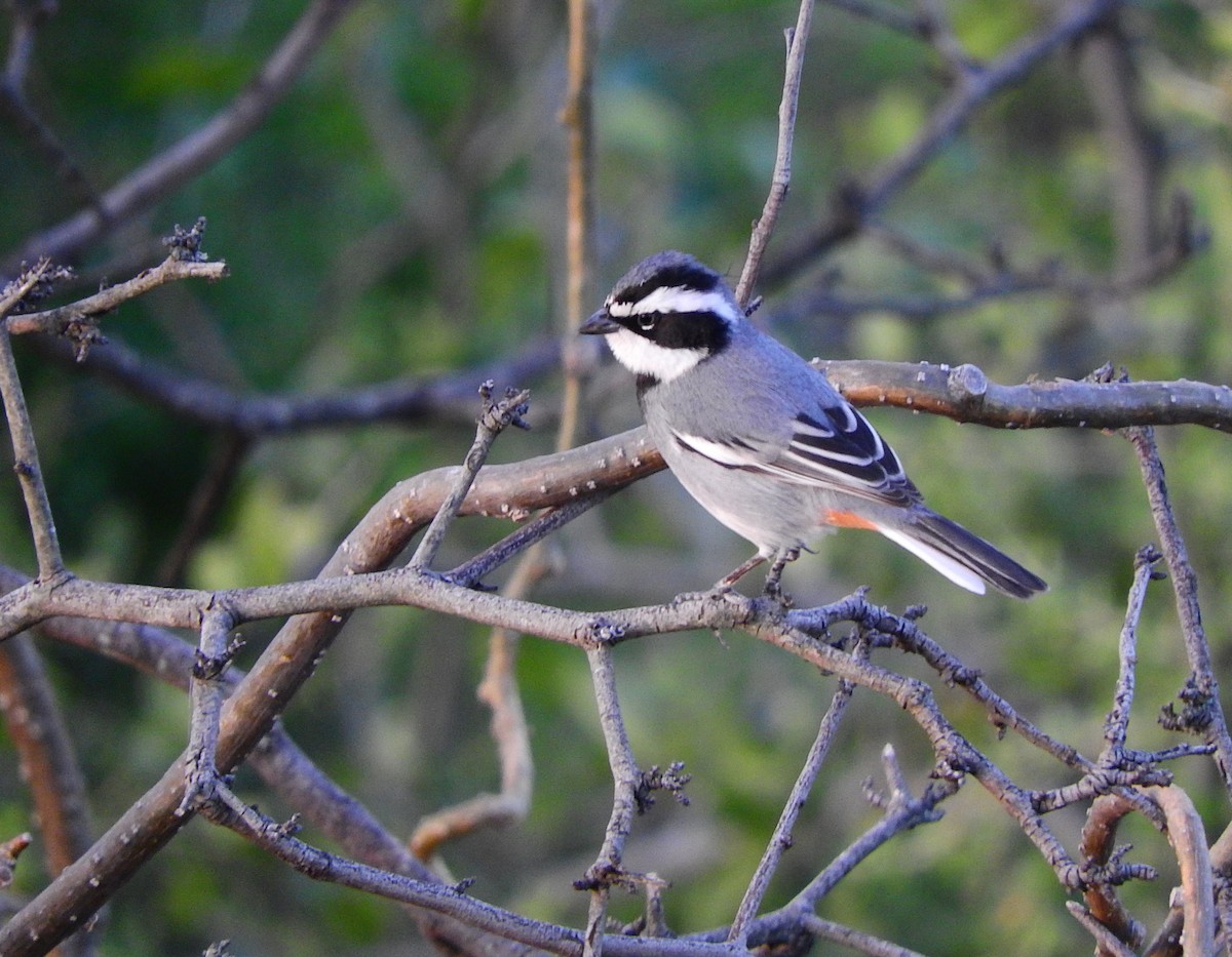 Ringed Warbling Finch - ML352458511
