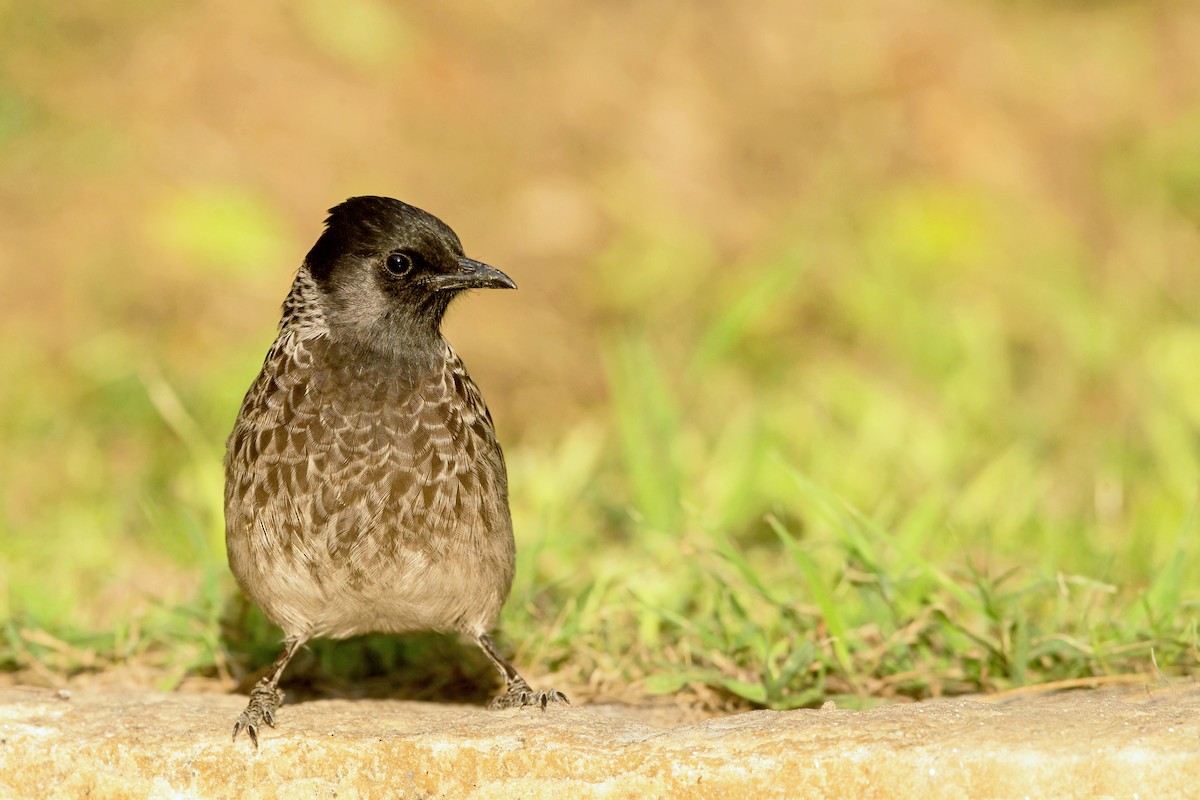 Red-vented Bulbul - David Irving