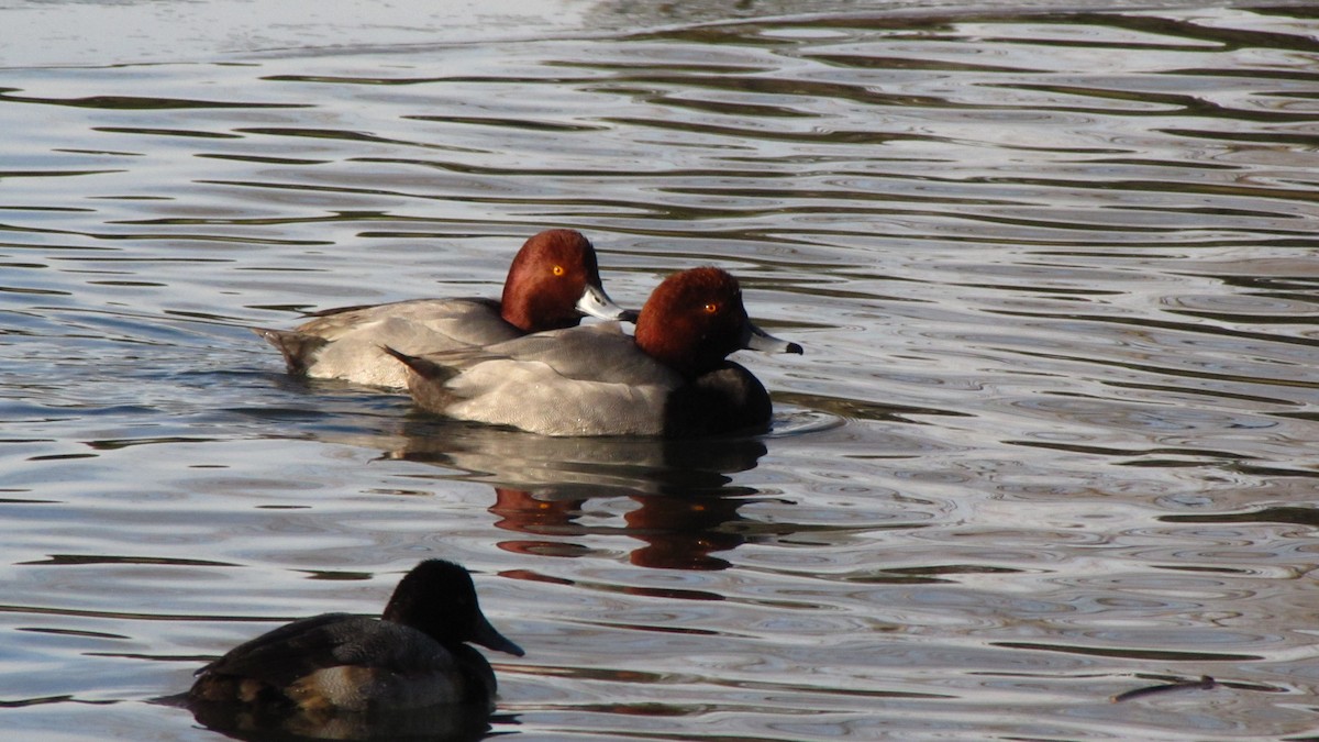 Lesser Scaup - ML35246231