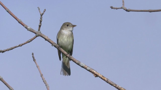 Alder Flycatcher - ML352463391