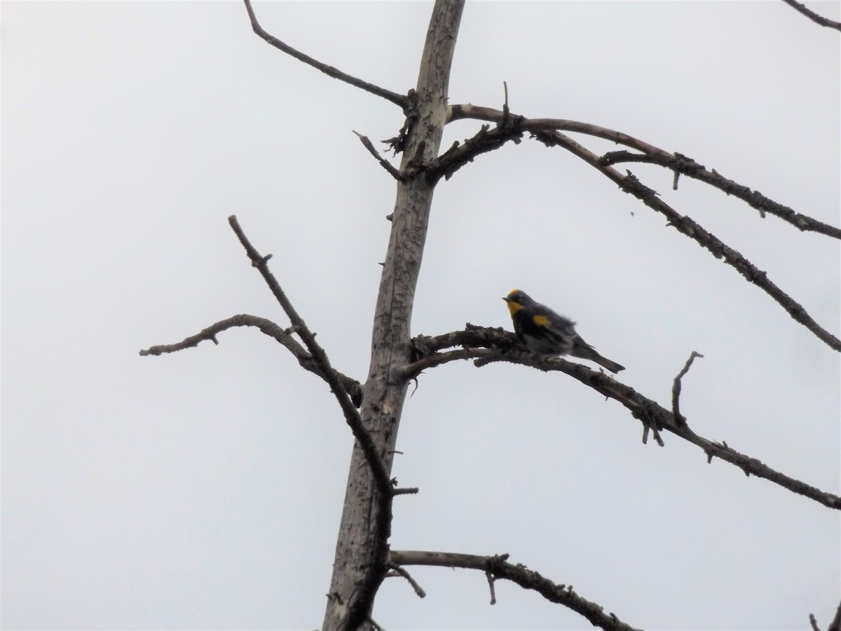 Kronenwaldsänger (Audubonwaldsänger) - ML352465641