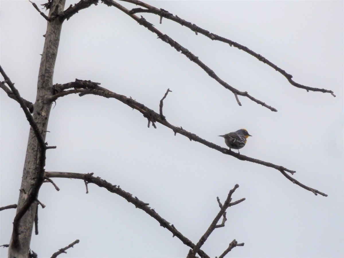 Kronenwaldsänger (Audubonwaldsänger) - ML352465651