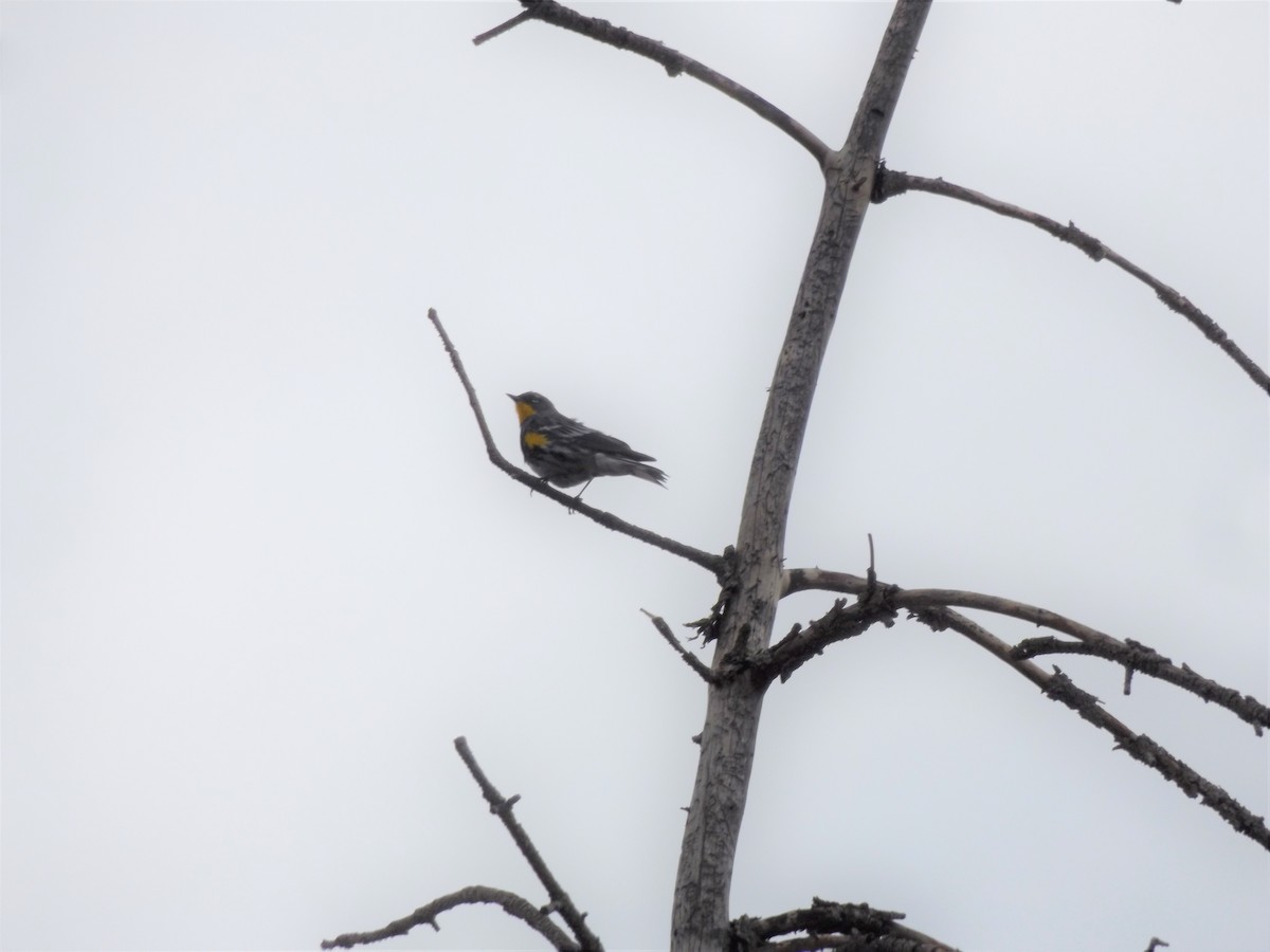 Kronenwaldsänger (Audubonwaldsänger) - ML352465661