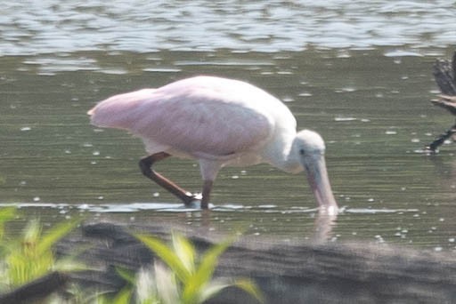 Espátula Rosada - ML352465731