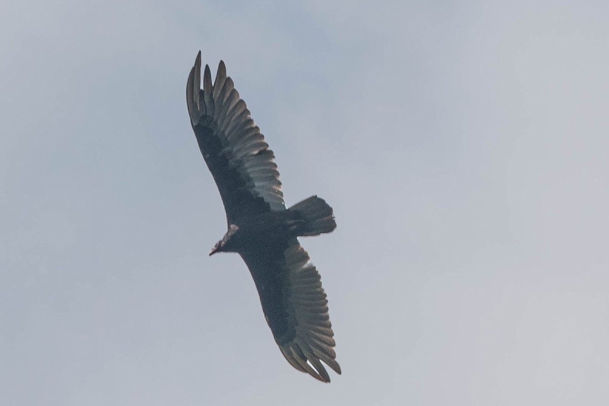 Turkey Vulture - ML352465781