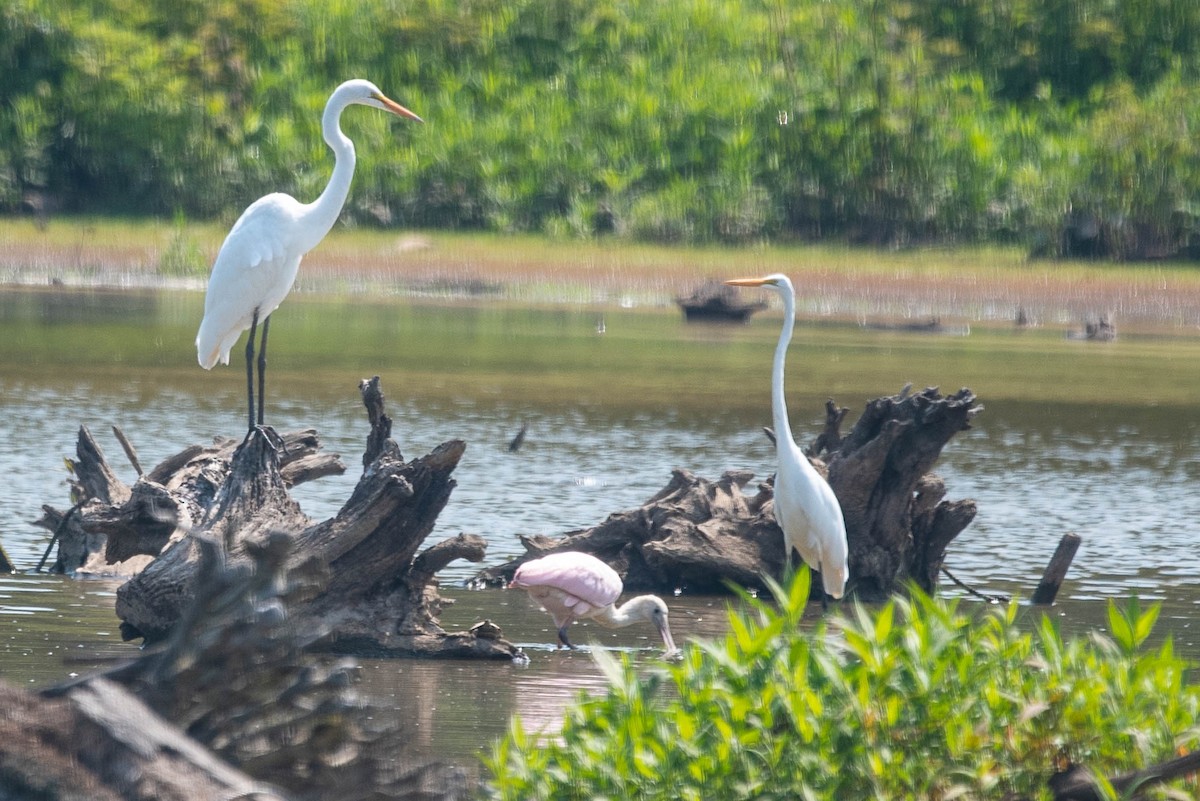 Great Egret - ML352465821