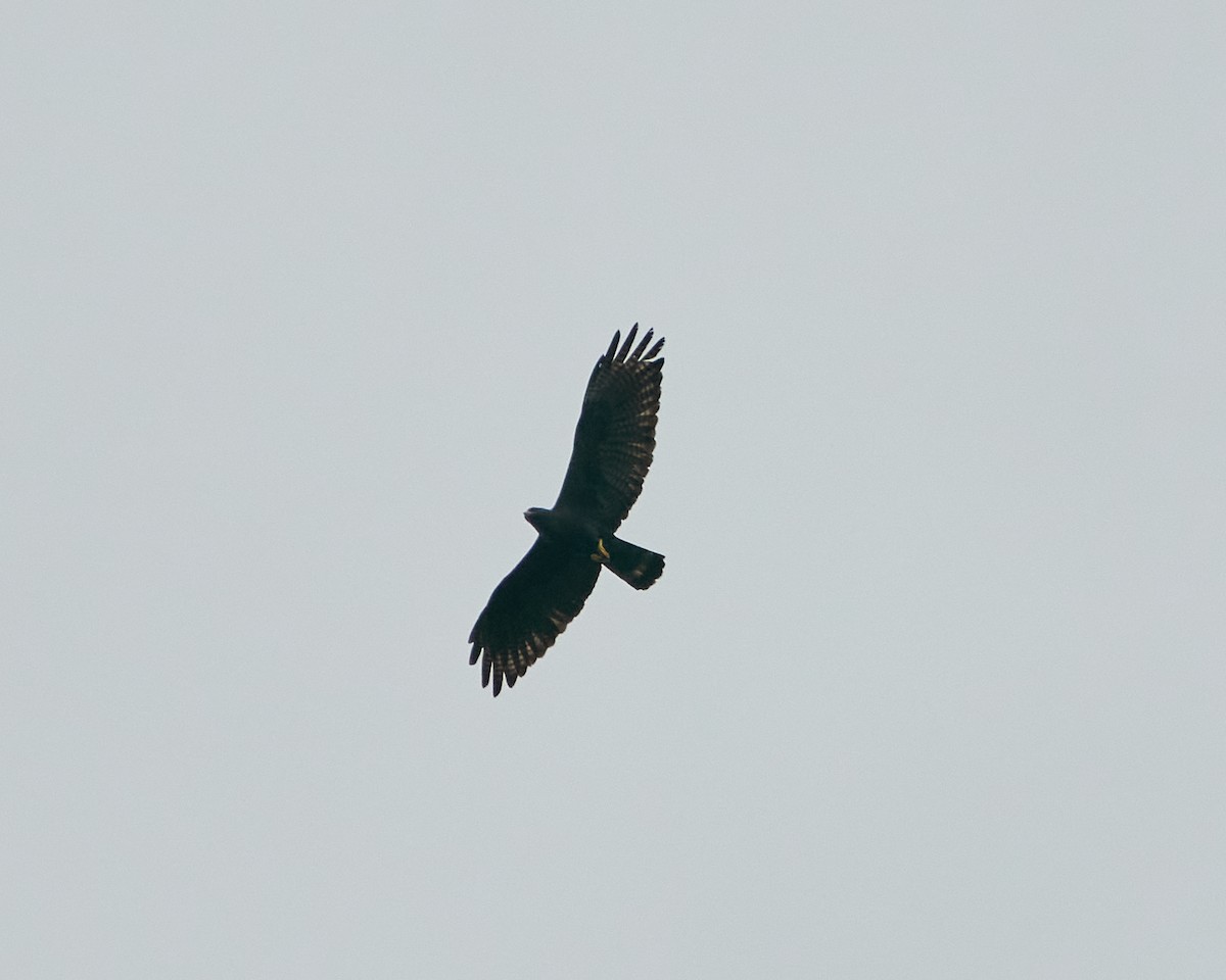 Zone-tailed Hawk - ML352465861