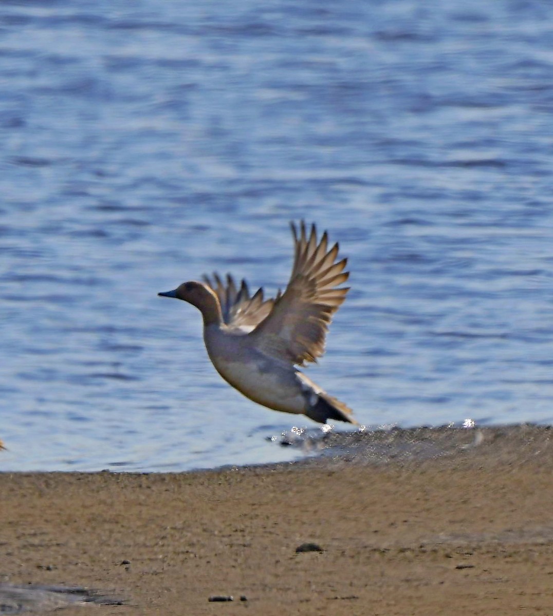 赤頸鴨 - ML352466051