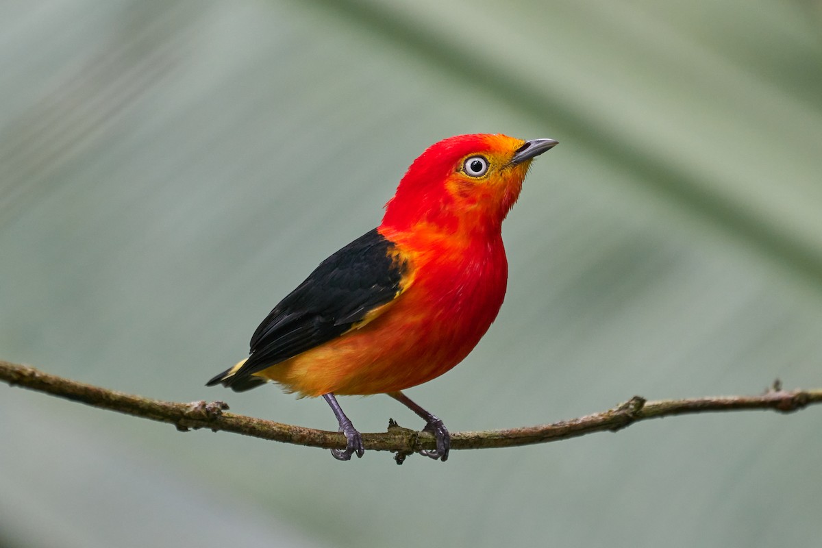 Band-tailed Manakin - ML352466831