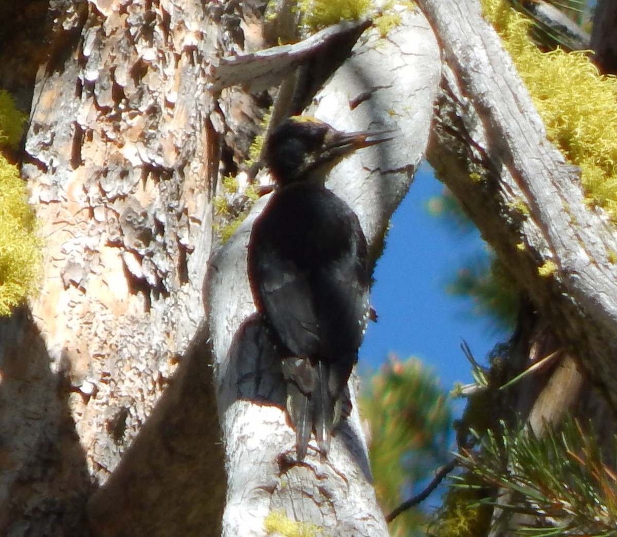 Black-backed Woodpecker - ML352467201