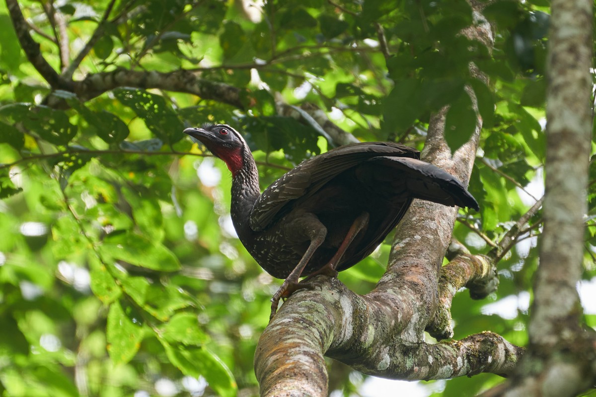 White-browed Guan - ML352467901