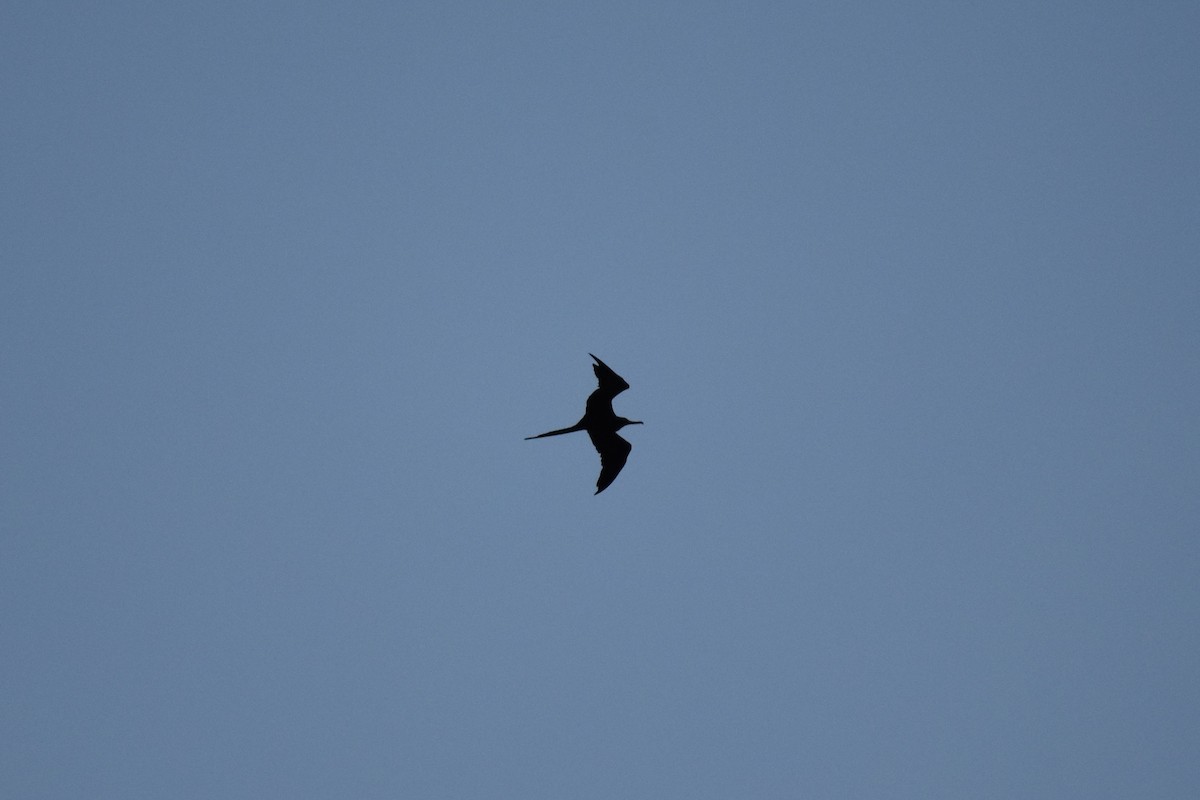 Magnificent Frigatebird - Justin Hamlin