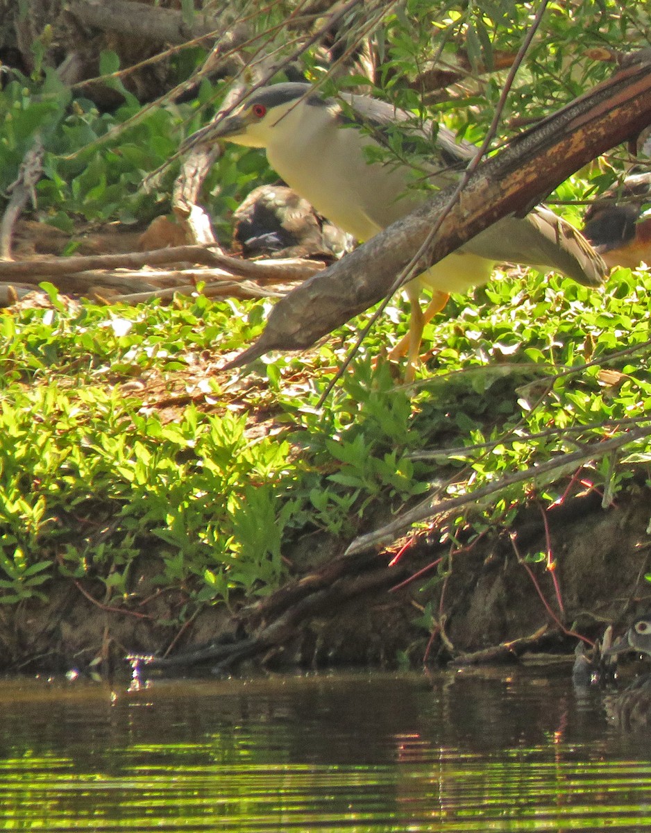 Black-crowned Night Heron - ML352469861