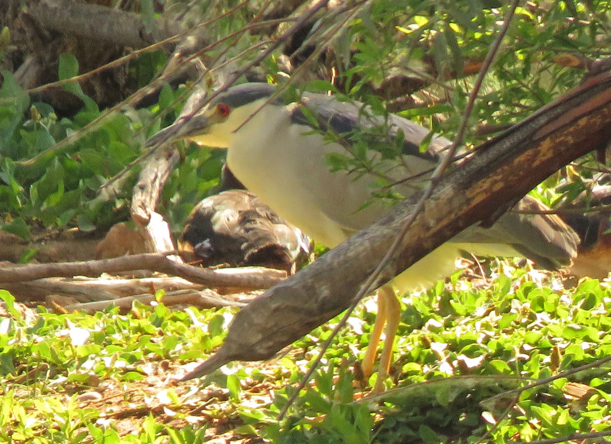 Black-crowned Night Heron - ML352471121