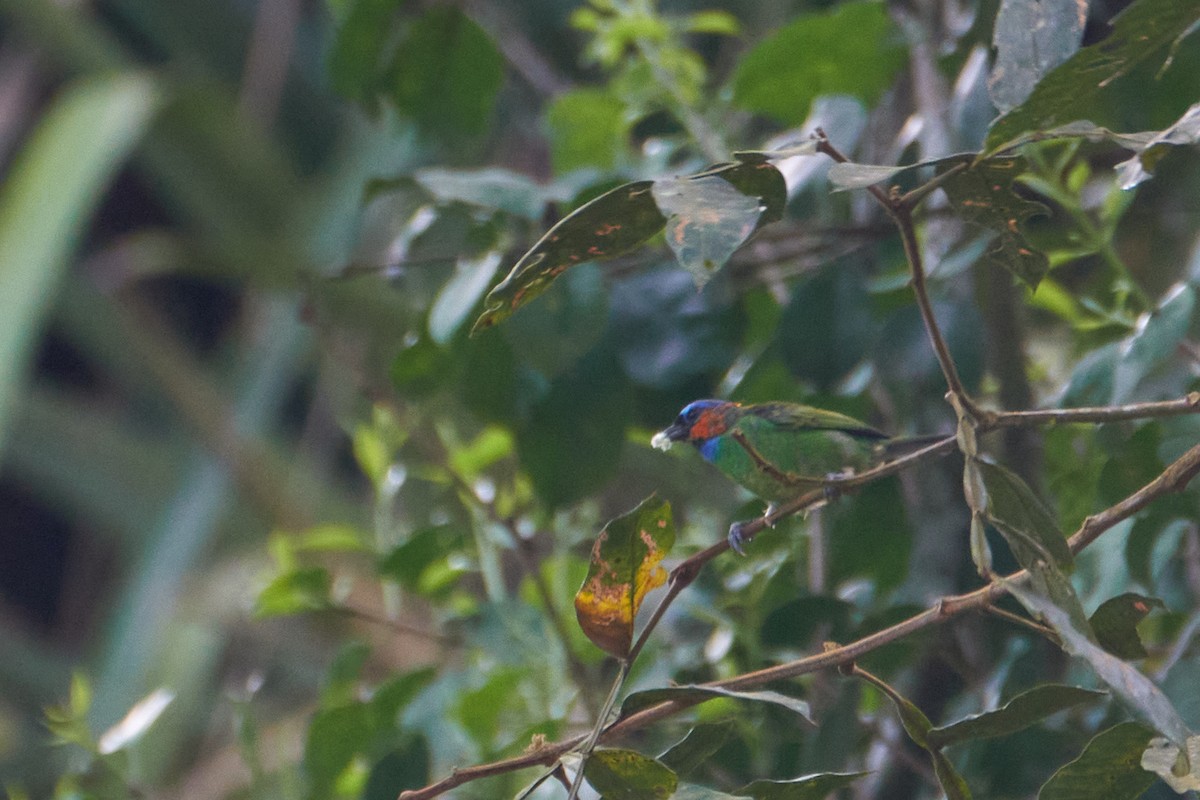 Red-necked Tanager - ML352471921