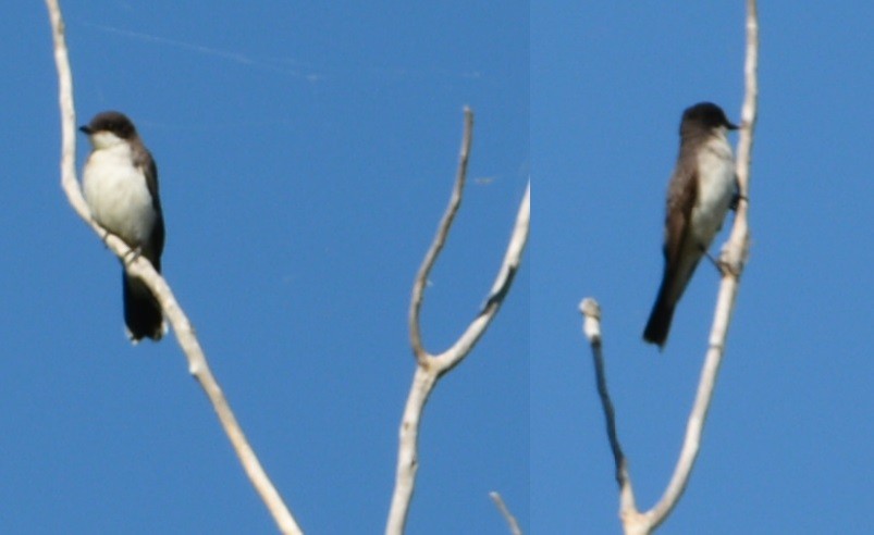 Eastern Kingbird - ML35247351