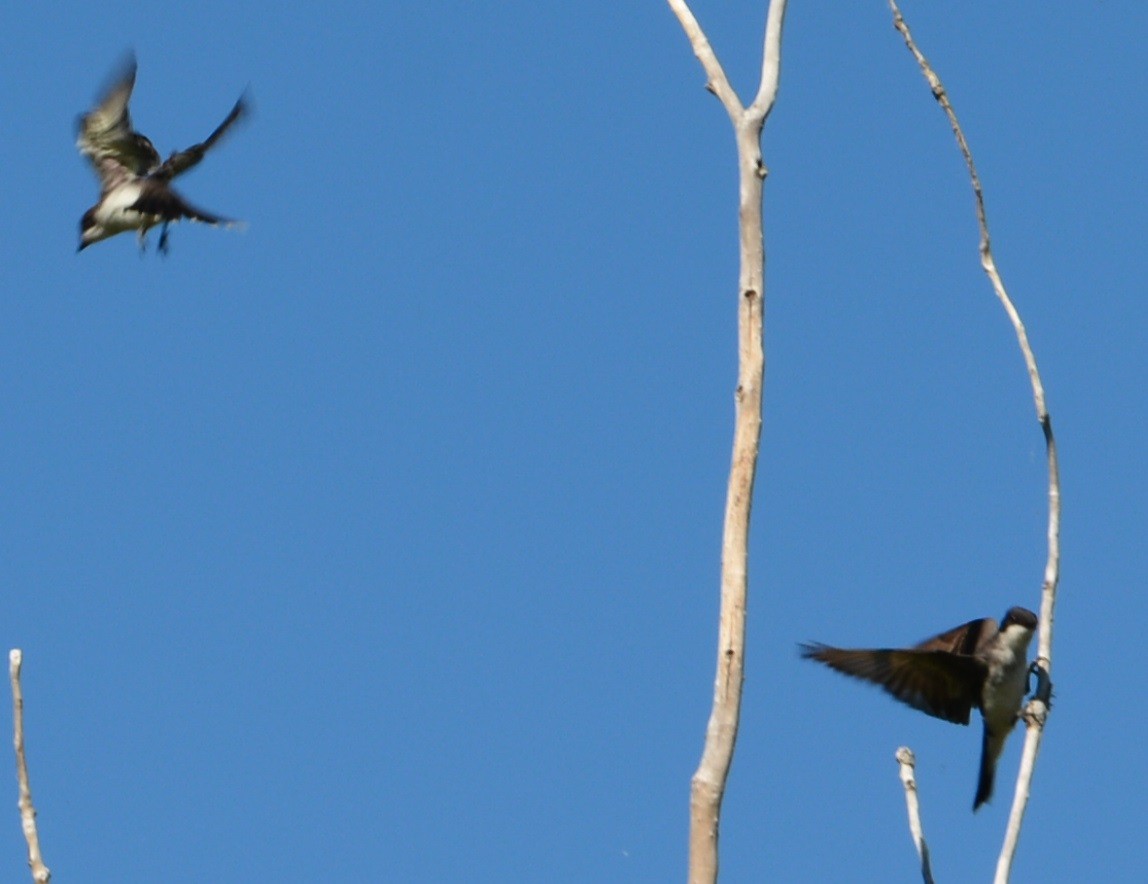 Eastern Kingbird - ML35247361