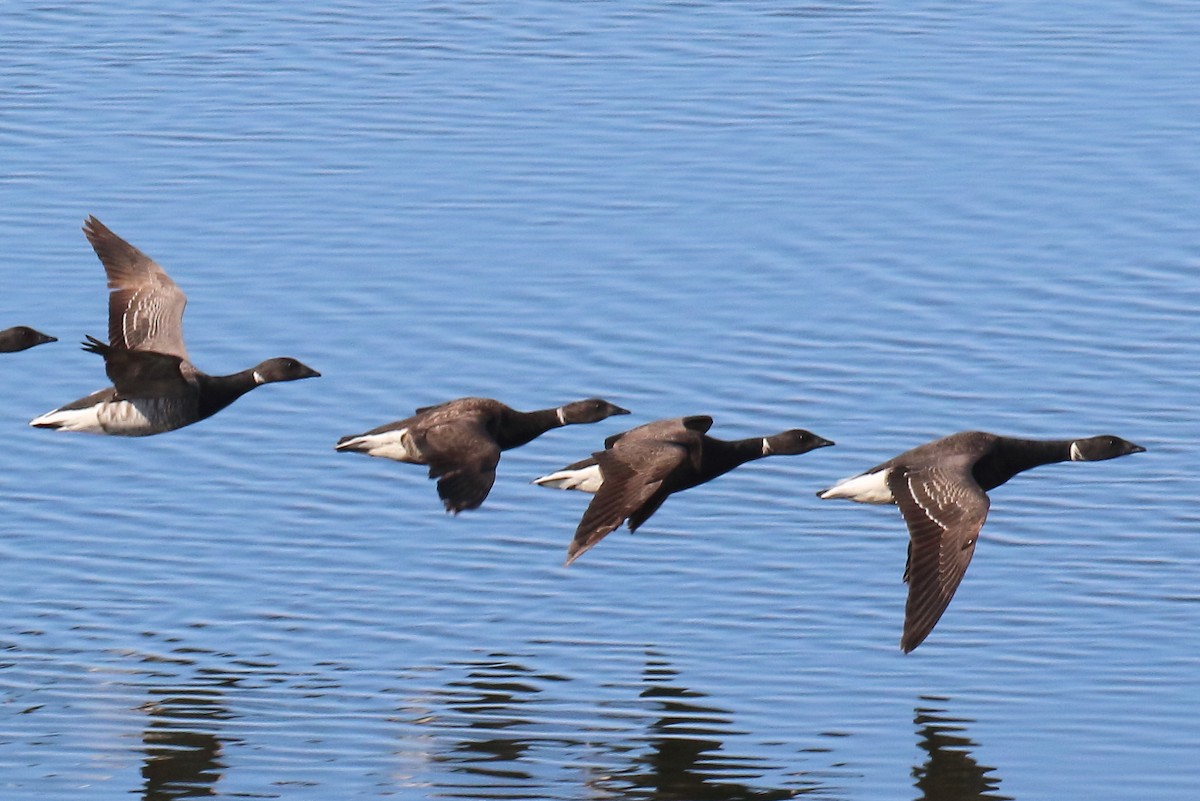 Brant - ML352473981