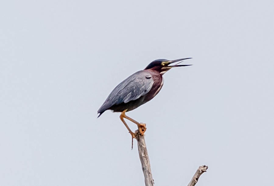 Green Heron - ML352475441