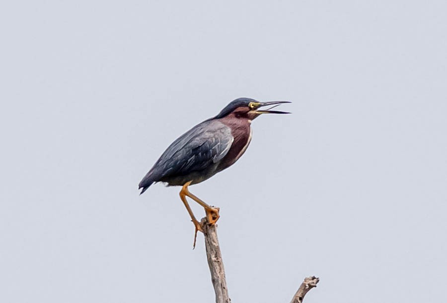 Green Heron - ML352475451