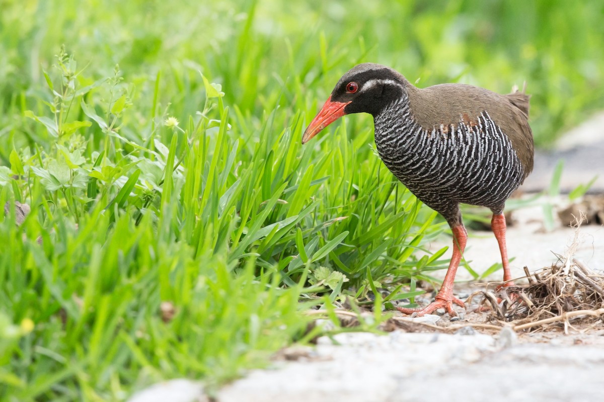 Okinawa Rail - David Irving