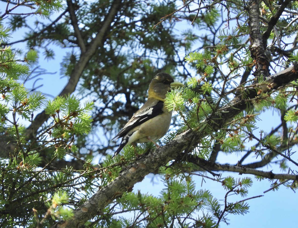 Evening Grosbeak - ML352476421