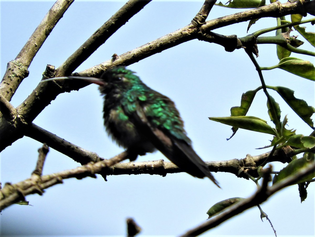 Canivet's Emerald - ML352477371